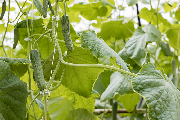 Seminis2023_MX_Wholesum_1423