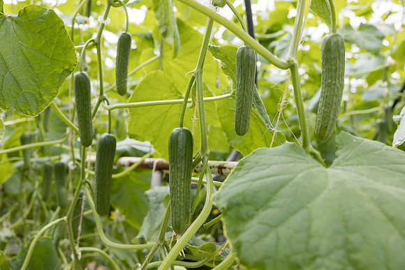 Seminis2023_MX_Wholesum_1427