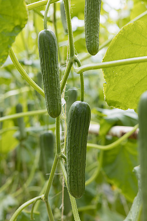 Seminis2023_MX_Wholesum_1428