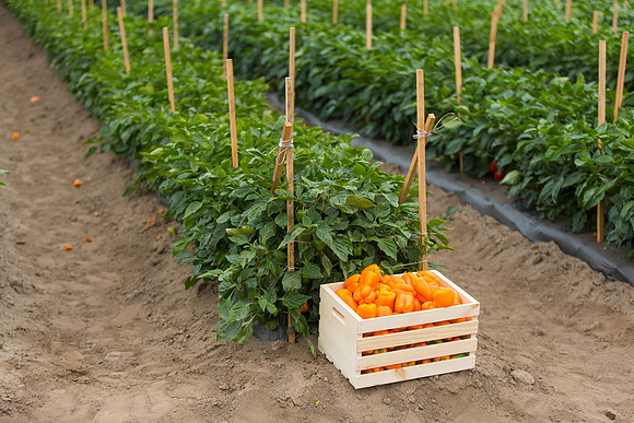 SweetPeppers_SV3936PS_CA_0149