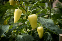 HotPepper_RioDeOro_0027