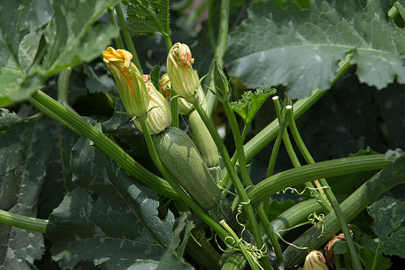 Squash_Adelita_MX_0041
