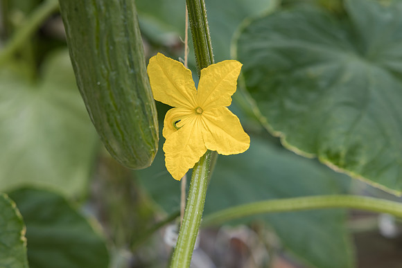 Seminis2023_MX_Wholesum_1542
