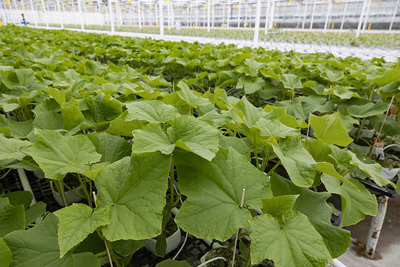 Seminis2023_MX_Wholesum_1047