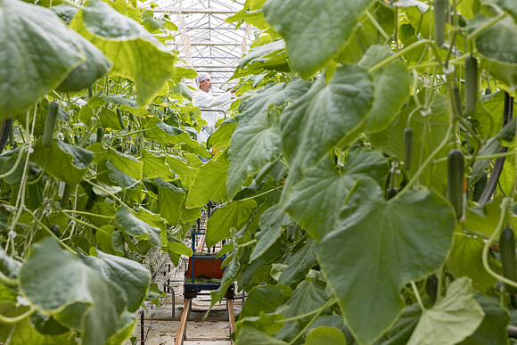 Seminis2023_MX_Wholesum_1548