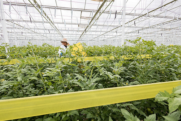 Seminis2023_MX_Wholesum_686