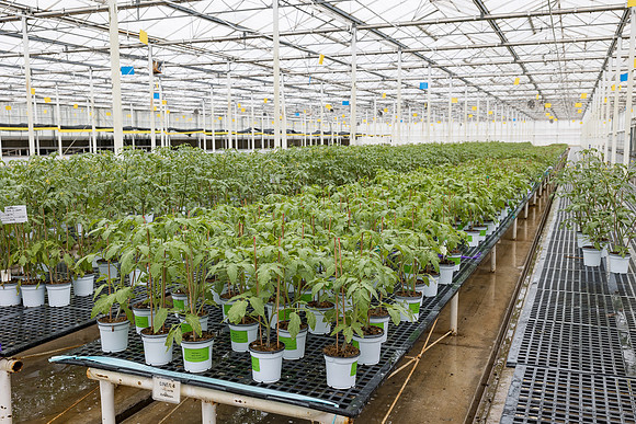 Seminis2023_MX_Wholesum_765