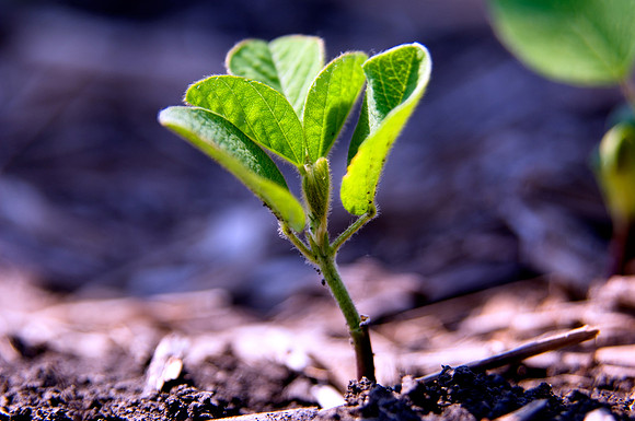 United Soybean Board