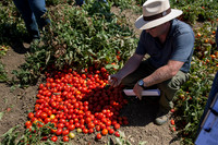 Tomato_SV0599TM_CA_00005