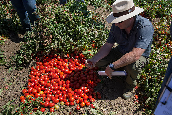 Tomato_SV0599TM_CA_00005