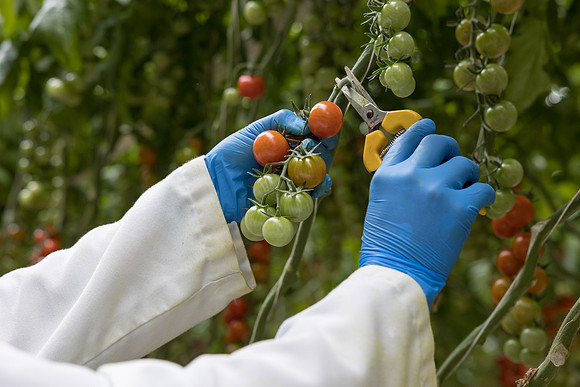 Seminis2023_MX_Wholesum_330