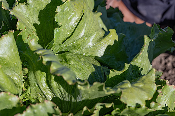 Moneyball_Lettuce_12