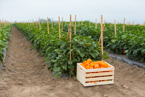 SweetPeppers_SV3936PS_CA_0152