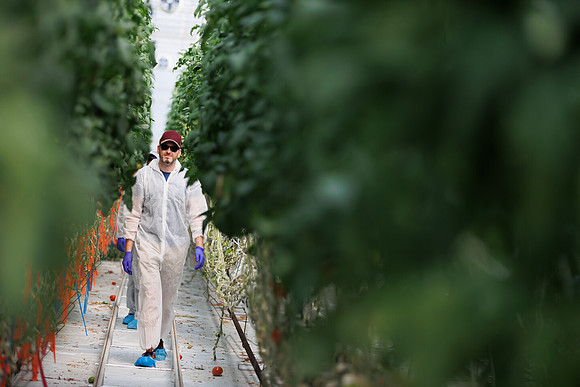 Tomato_DeRuiter_Kingsville_2022_614