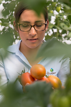 Tomato_4179_MX_0056