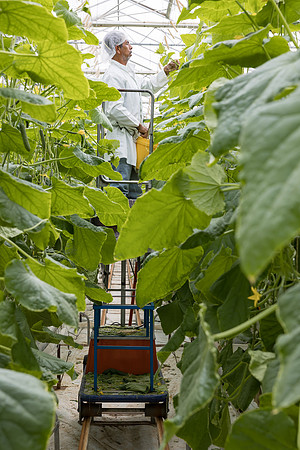 Seminis2023_MX_Wholesum_1528