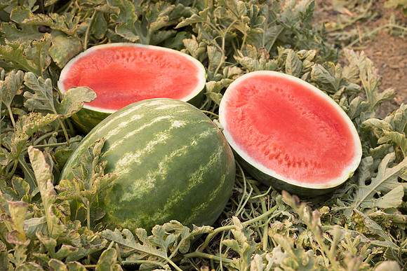 Watermelon_SVWA5203_CA_8