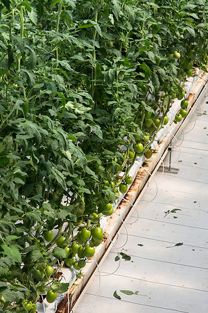 Tomato_4179_MX_0082