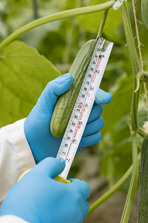 Seminis2023_MX_Wholesum_1446