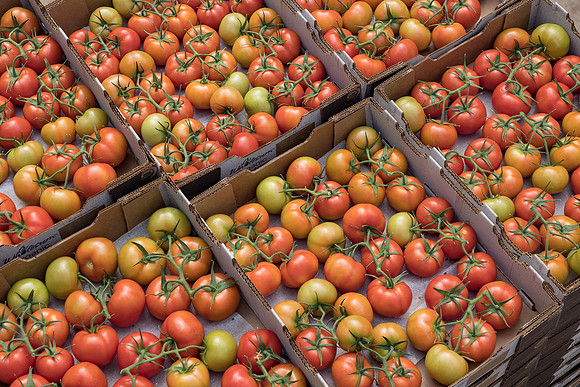 Seminis2023_MX_Wholesum_751