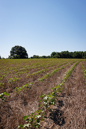 ThryvOn_2022_GriggsFarms_cdp_147