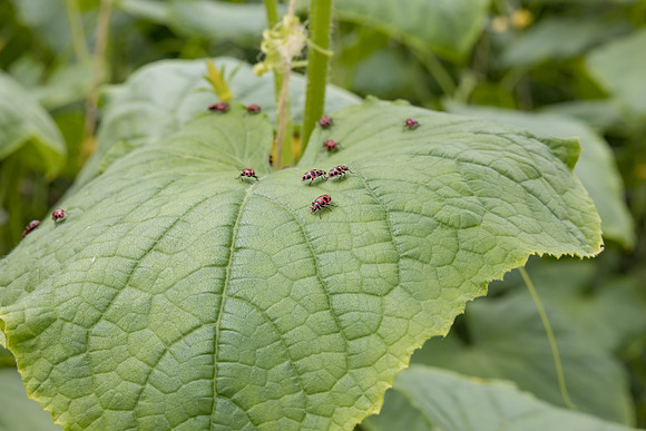 Seminis2023_MX_Wholesum_1294