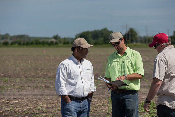 DownyMildew_Trial_MI_0014