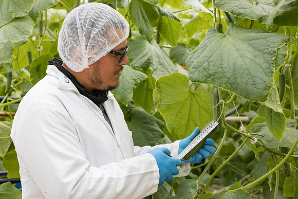 Seminis2023_MX_Wholesum_1441