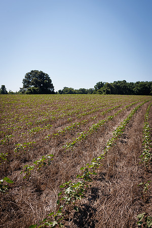ThryvOn_2022_GriggsFarms_cdp_137