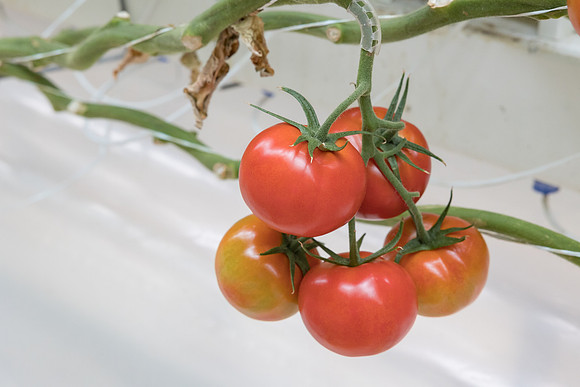 Seminis2023_MX_Wholesum_511