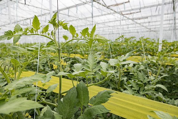 Seminis2023_MX_Wholesum_715