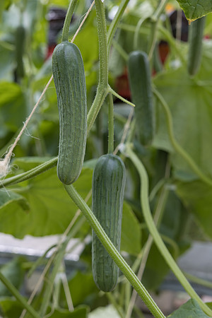 Seminis2023_MX_Wholesum_1199