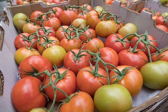 Seminis2023_MX_Wholesum_43