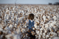 RRXCottonTexas_cdp_2491