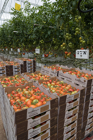 Seminis2023_MX_Wholesum_382