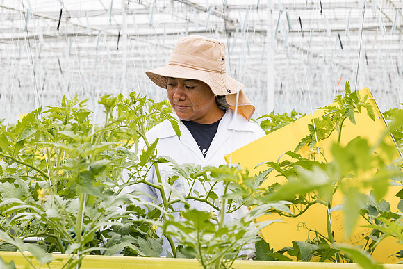 Seminis2023_MX_Wholesum_659