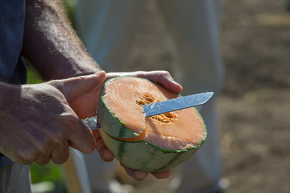 Melon_OrangeBeauty_CA_0020
