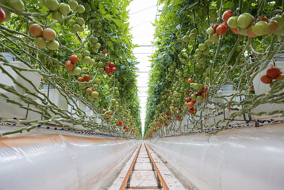 Seminis2023_MX_Wholesum_506
