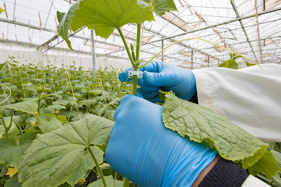 Seminis2023_MX_Wholesum_1492