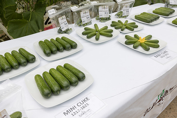 Seminis2023_MX_Wholesum_1208