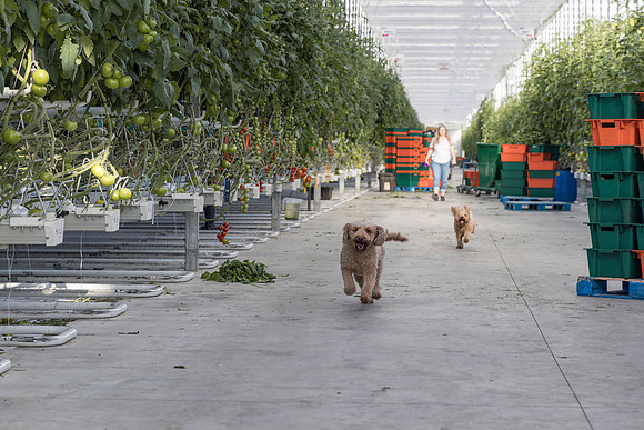 DeRuiter2024_ON_RidgeFarms_56