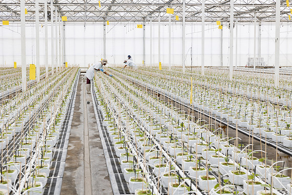 Seminis2023_MX_Wholesum_959