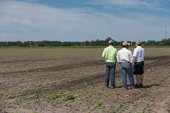 DownyMildew_Trial_MI_0003