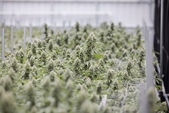 RobustMissouri_Greenhouse_Budding_155