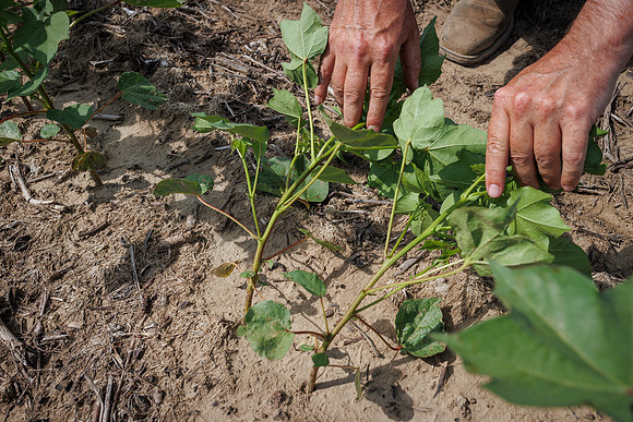ThryvOn_2022_TurnageFarms_cdp_129