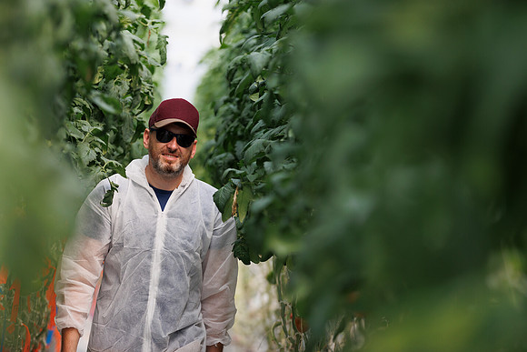 Tomato_DeRuiter_Kingsville_2022_630
