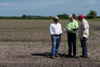 DownyMildew_Trial_MI_0018