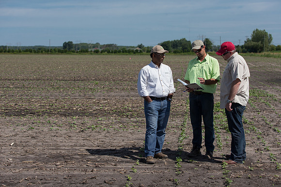 DownyMildew_Trial_MI_0018