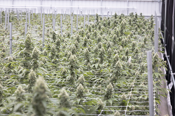 RobustMissouri_Greenhouse_Budding_131