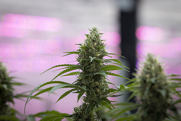 RobustMissouri_Greenhouse_Budding_11